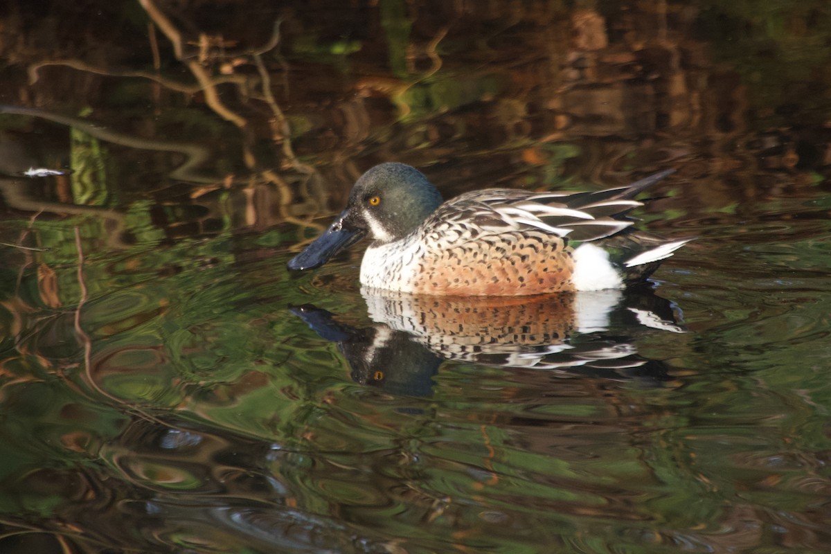 Широконіска північна - ML647744617