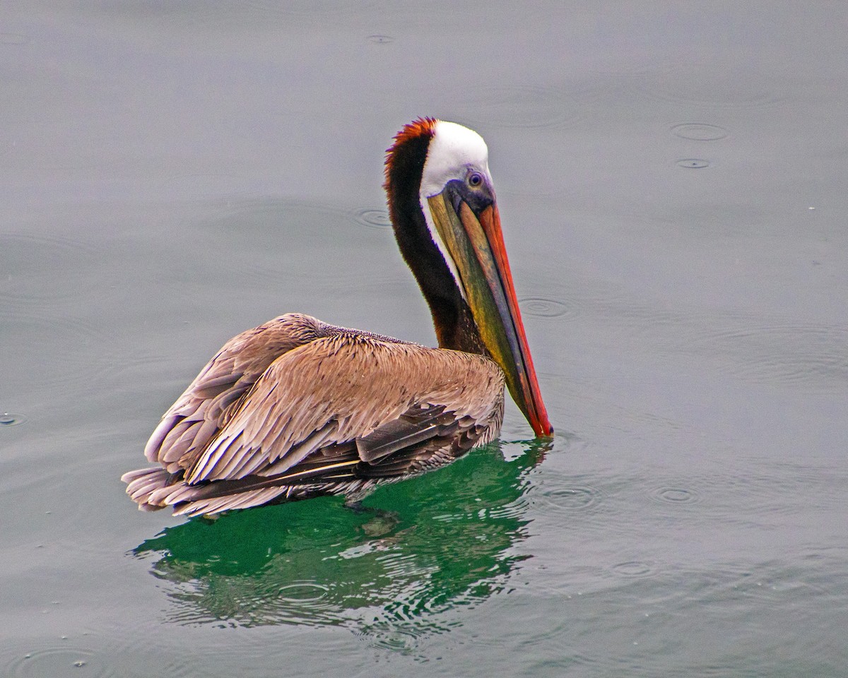 Пелікан бурий - ML647744618