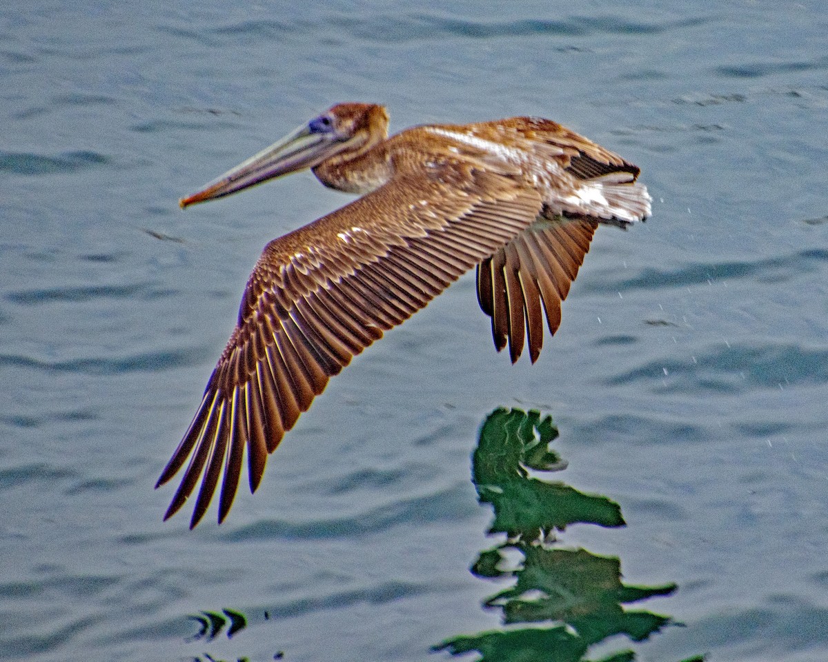 Пелікан бурий - ML647744619