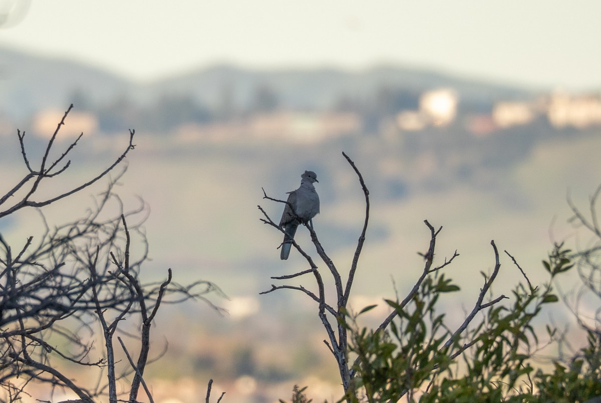 Горлиця садова - ML647744621