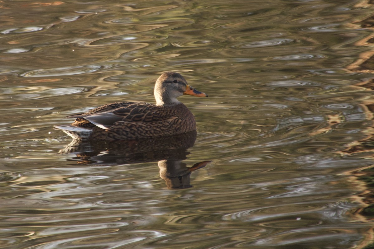 Крижень звичайний - ML647744625