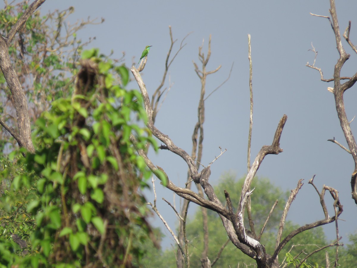 Бджолоїдка мала - ML647744626