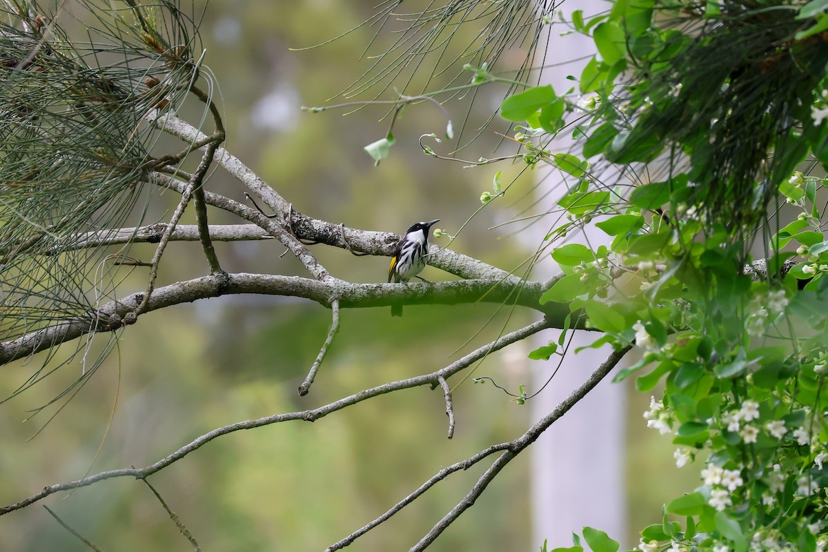 Медовка білощока - ML647744627