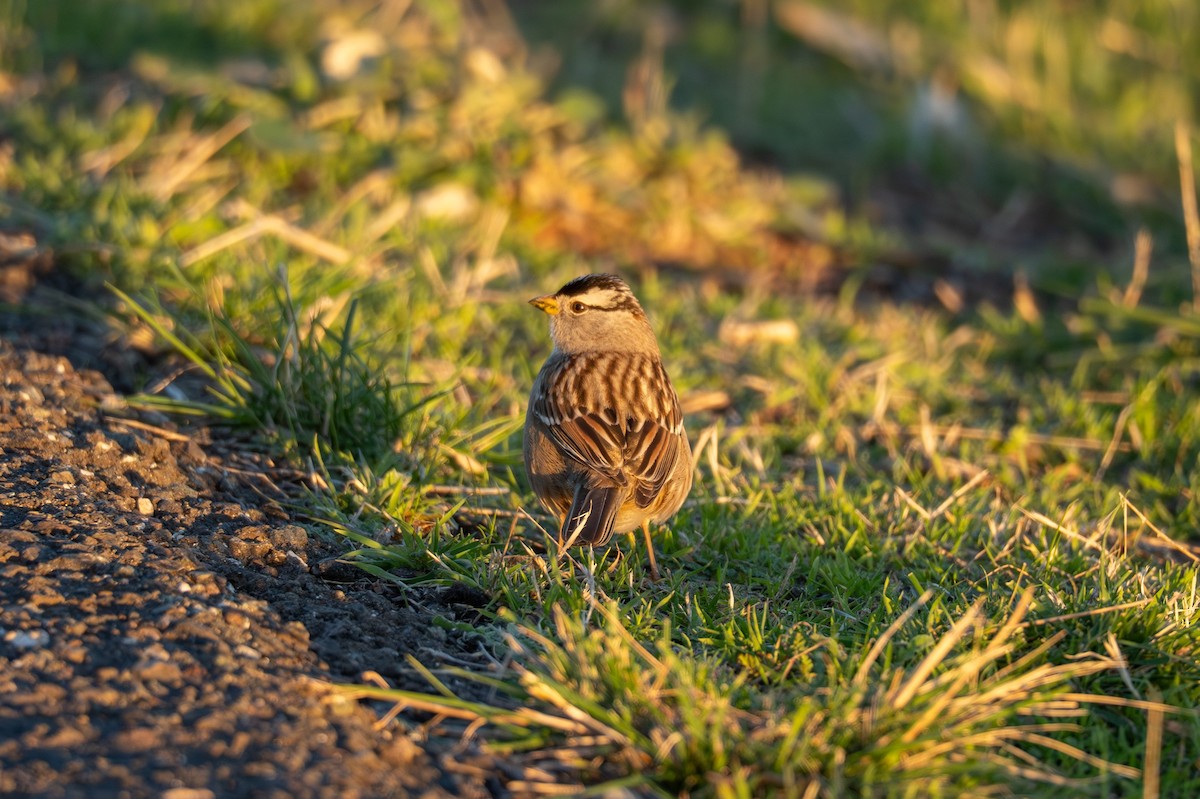 Бруант білобровий - ML647744629