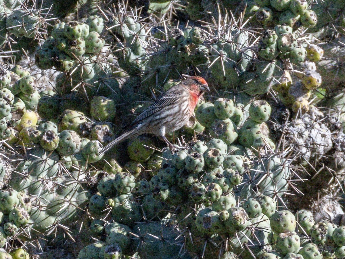 Чечевиця садова - ML647744630