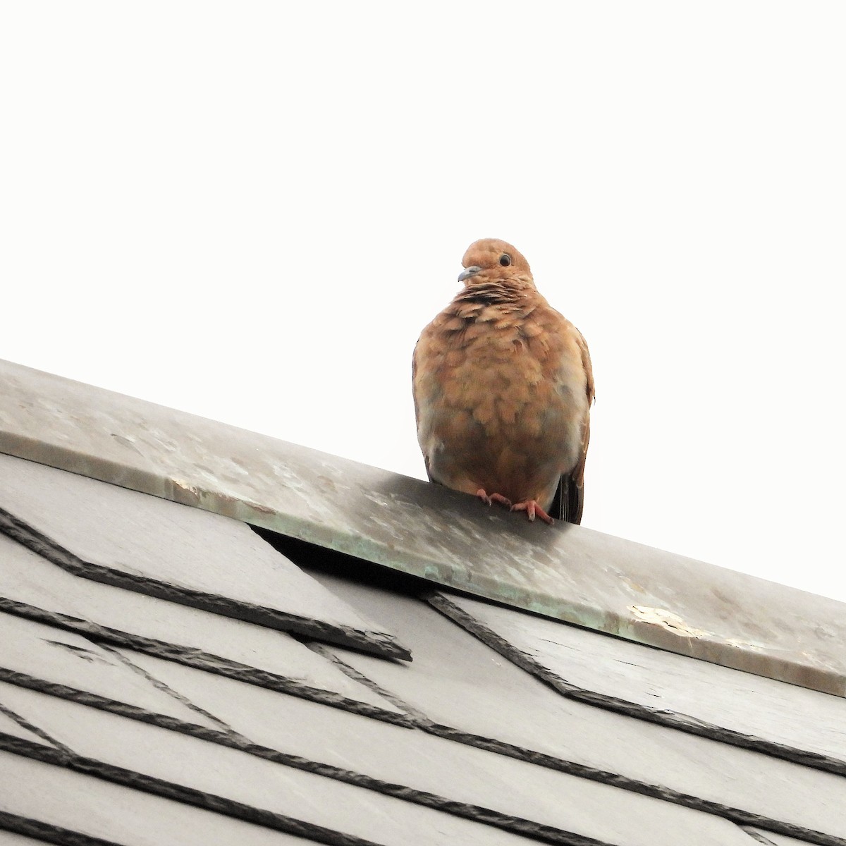 Зенаїда північна - ML647744631