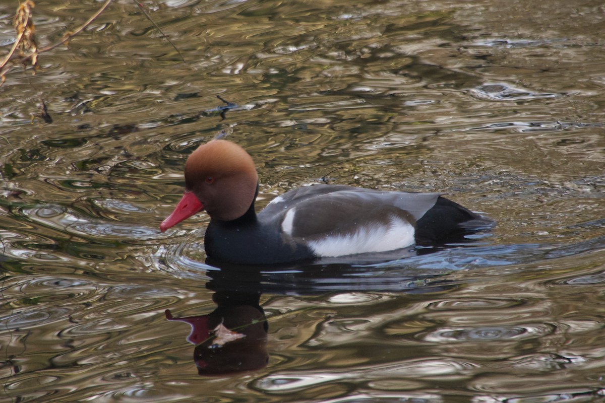 Чернь червонодзьоба - ML647744634