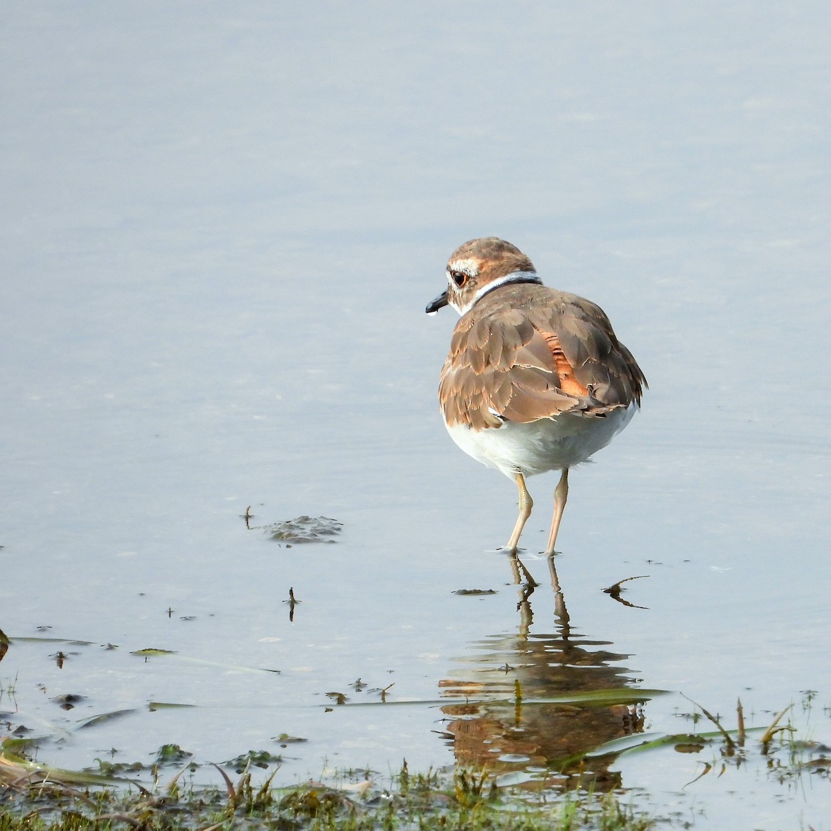 Пісочник крикливий - ML647744636