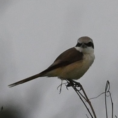 Сорокопуд сибірський - ML647744637