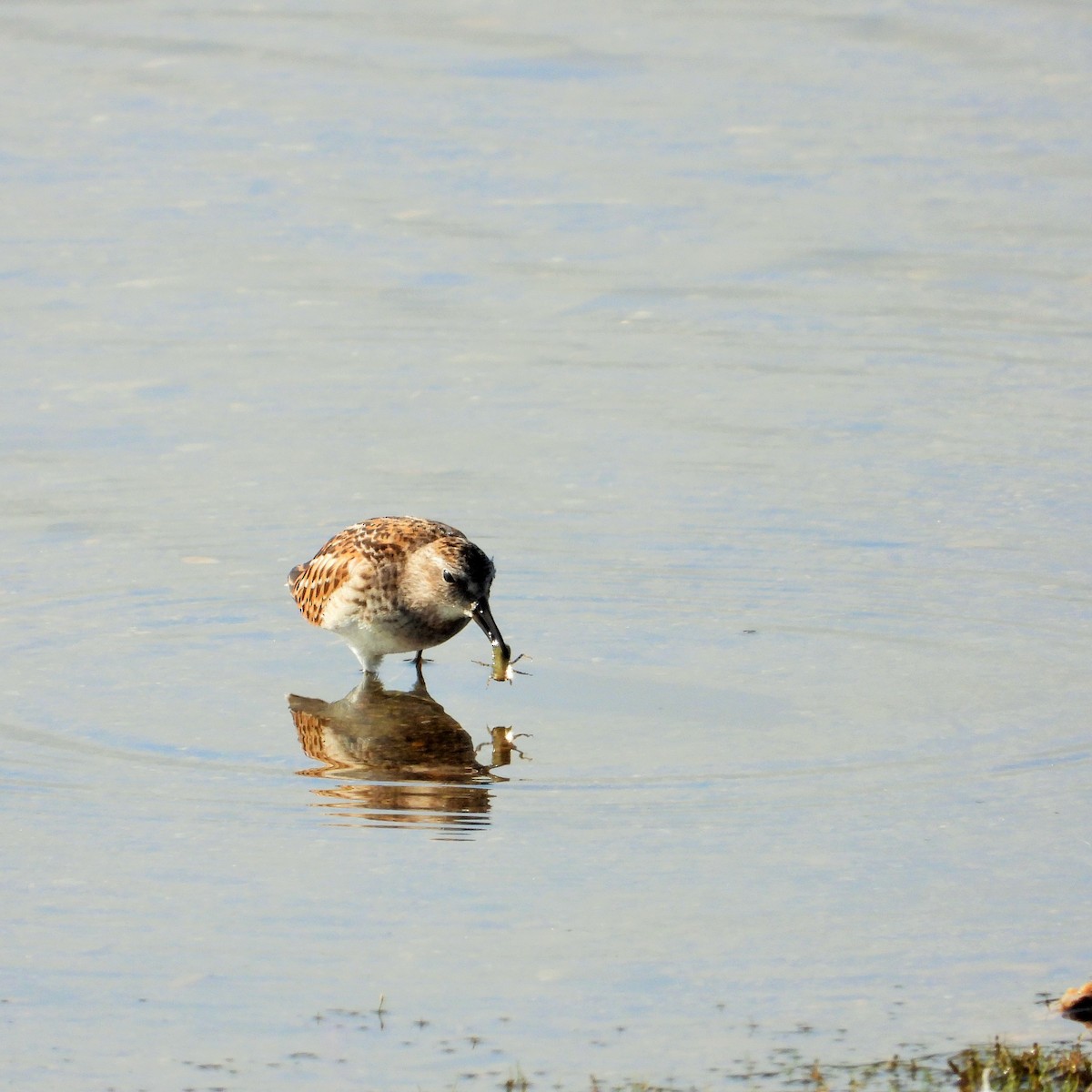 Побережник-крихітка - ML647744640