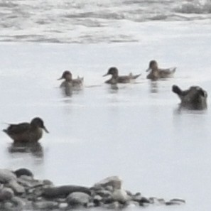 Широконіска північна - ML647744641