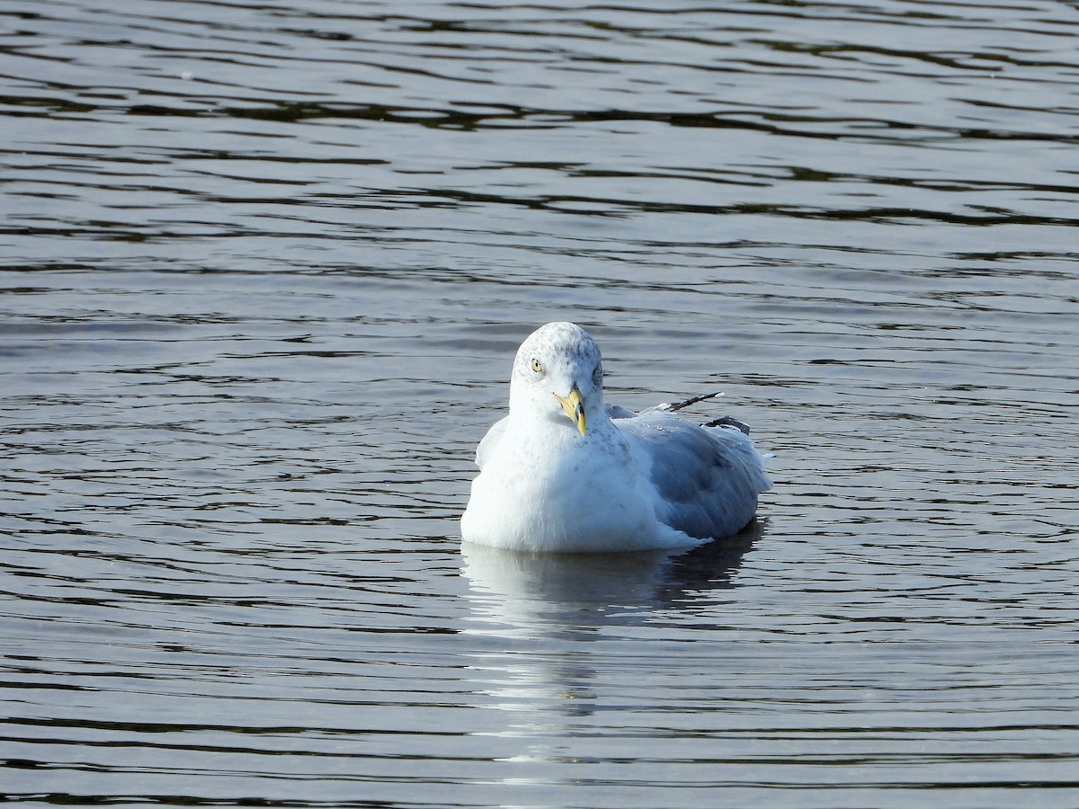 Мартин делаверський - ML647744643