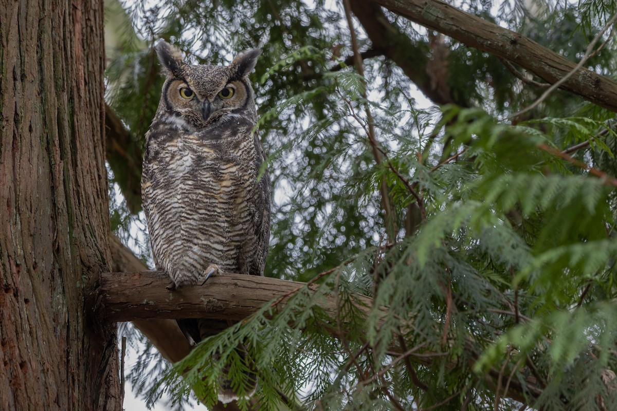 Пугач віргінський - ML647744644