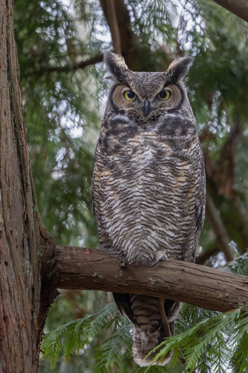 Пугач віргінський - ML647744645