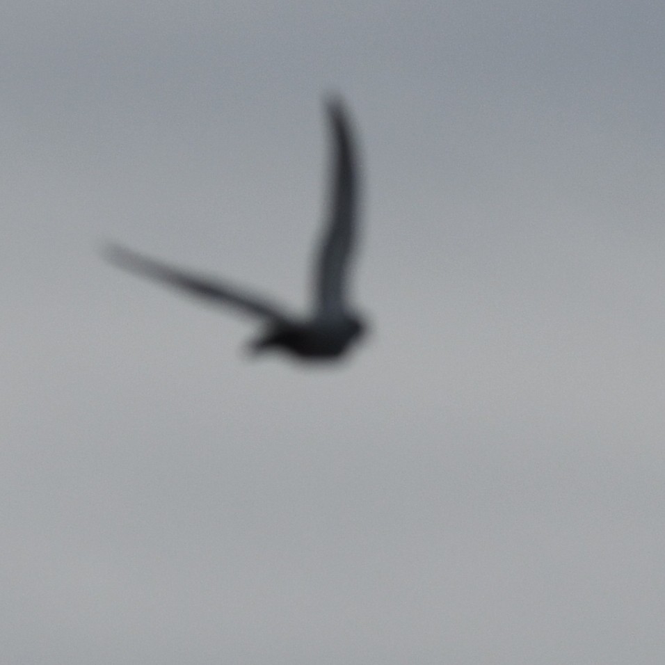 Сапсан - ML647744647