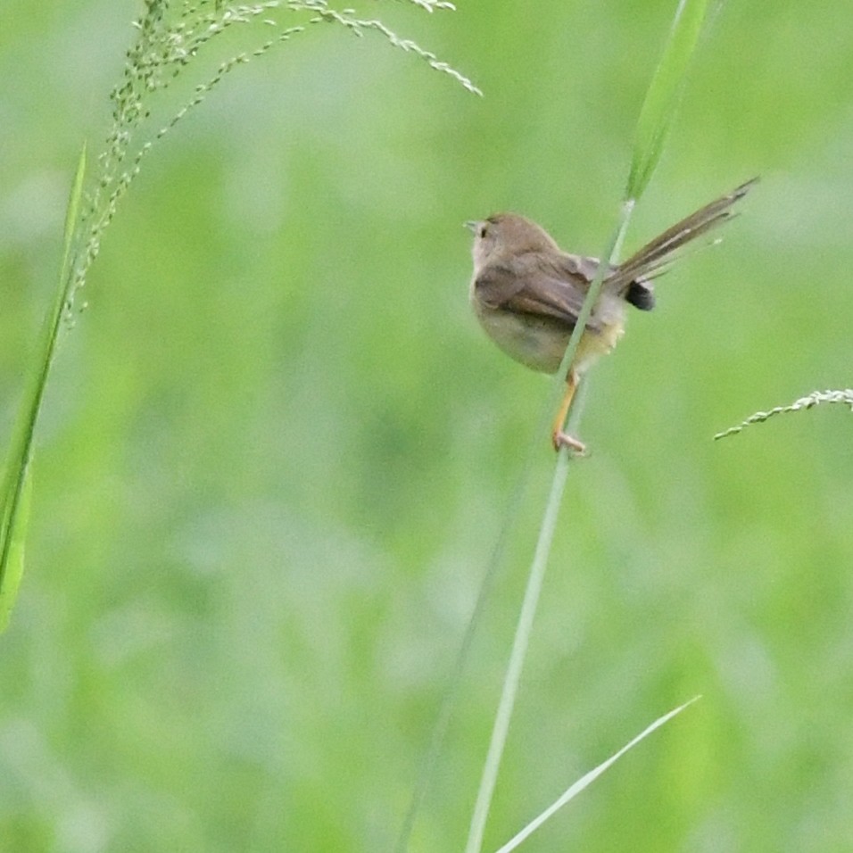 Prinia Sencilla - ML647744648