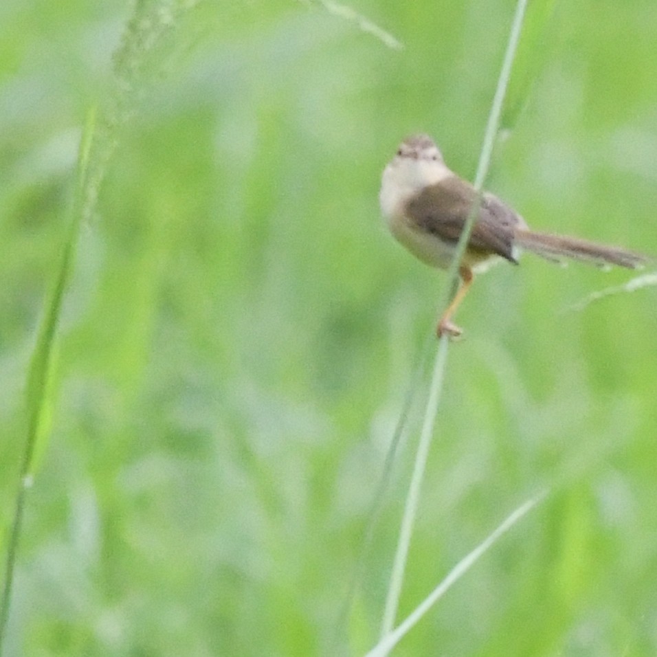 Prinia Sencilla - ML647744649
