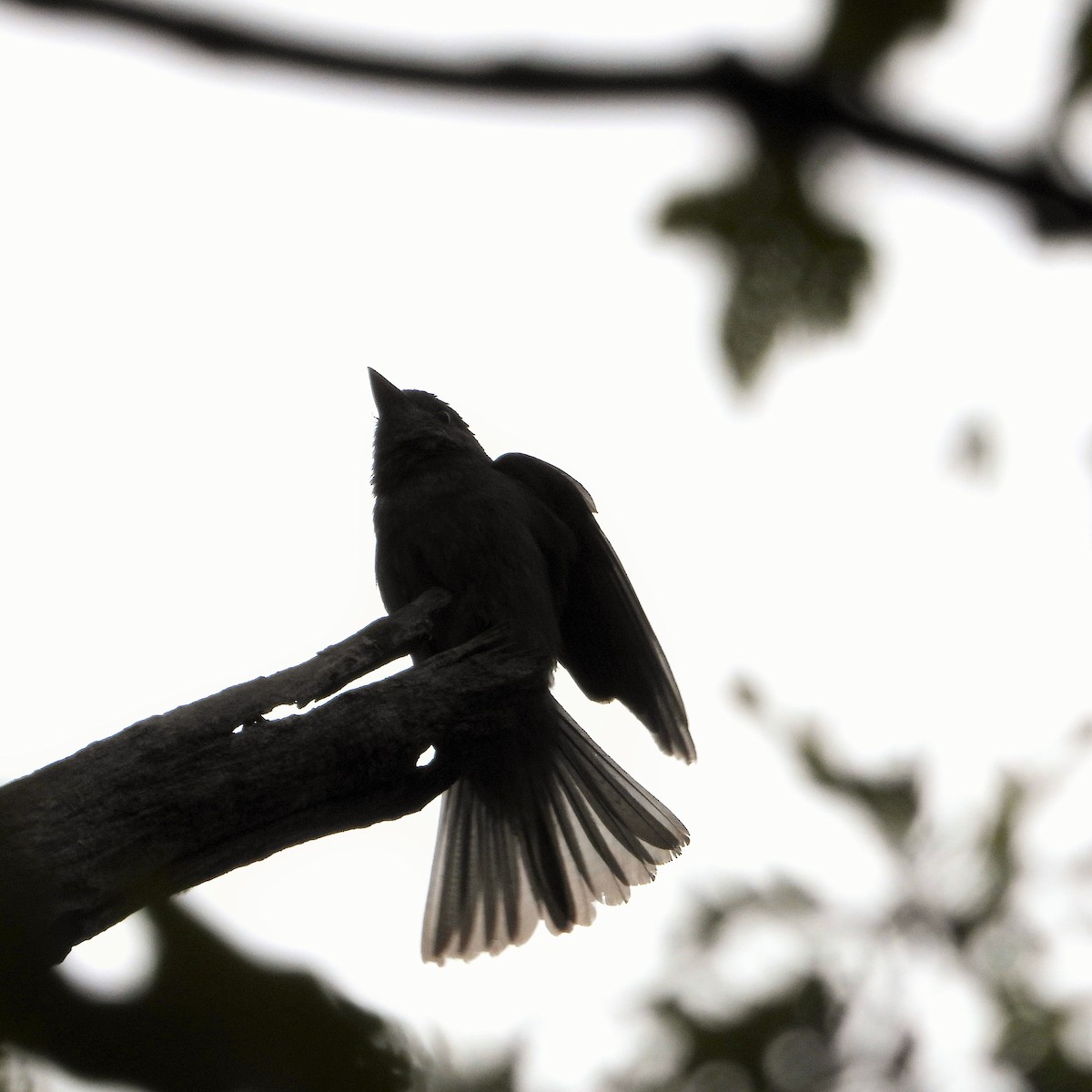 Eastern Wood-Pewee - ML647744650