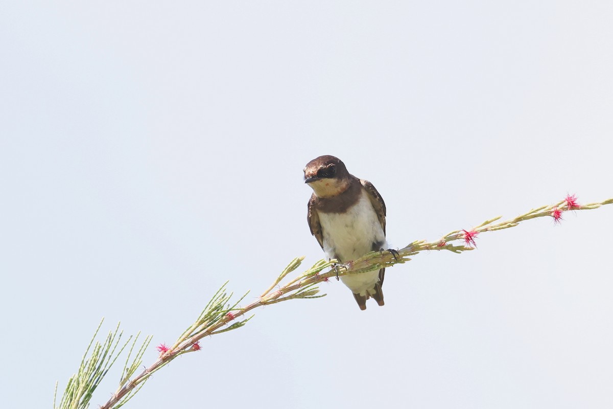 Ластівка сільська - ML647744663