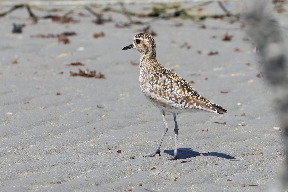 חופזי קטן - ML647744670
