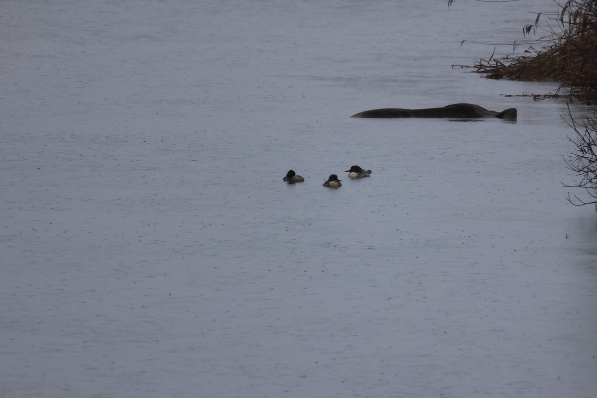 מרגון גדול - ML647744674