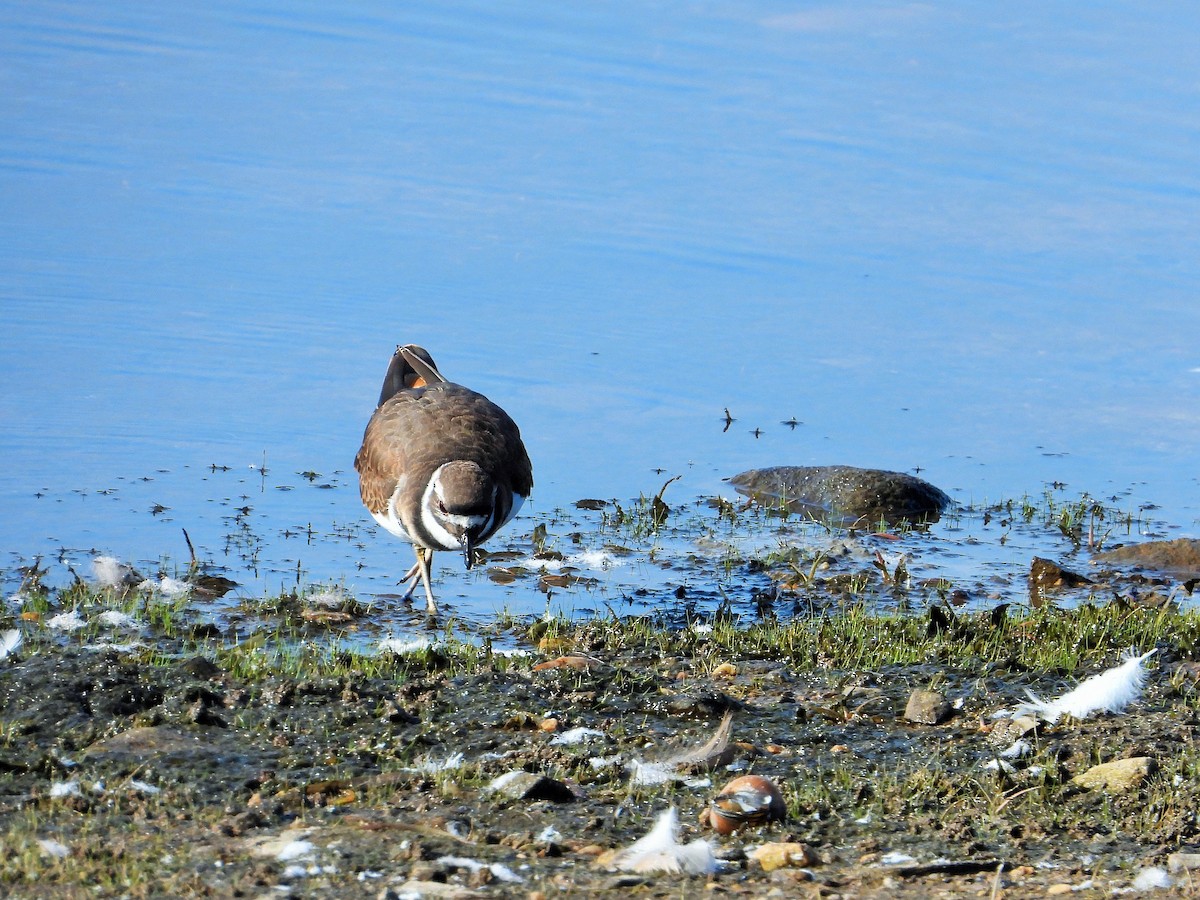 חופמי כפול-צווארון - ML647744676