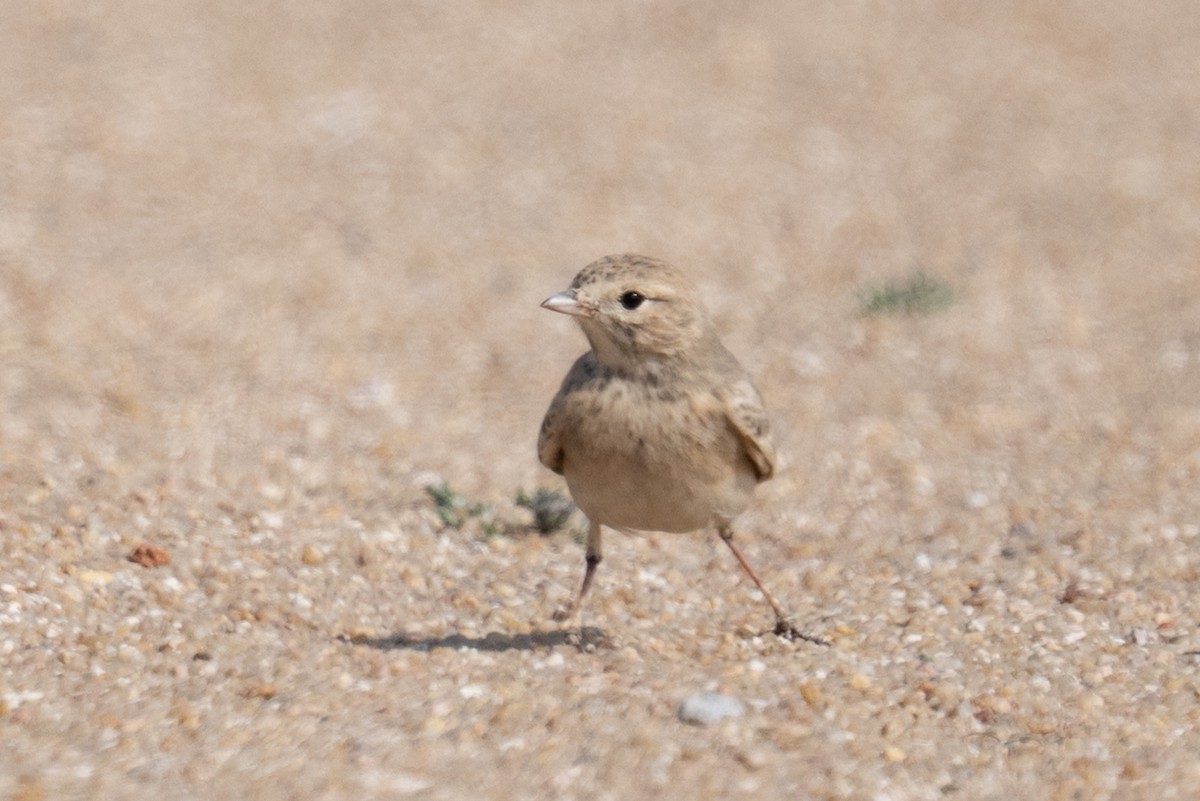 עפרוני חכלילי - ML647744678
