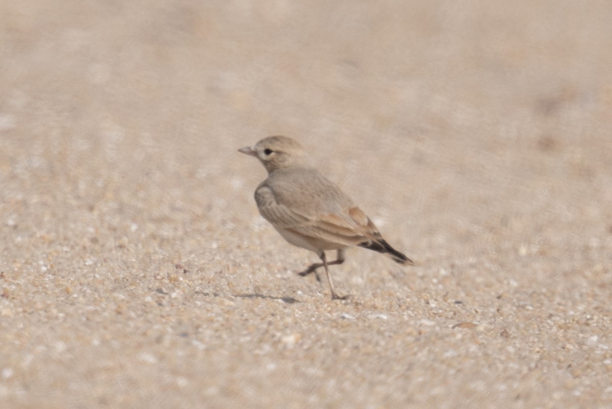 עפרוני חכלילי - ML647744679