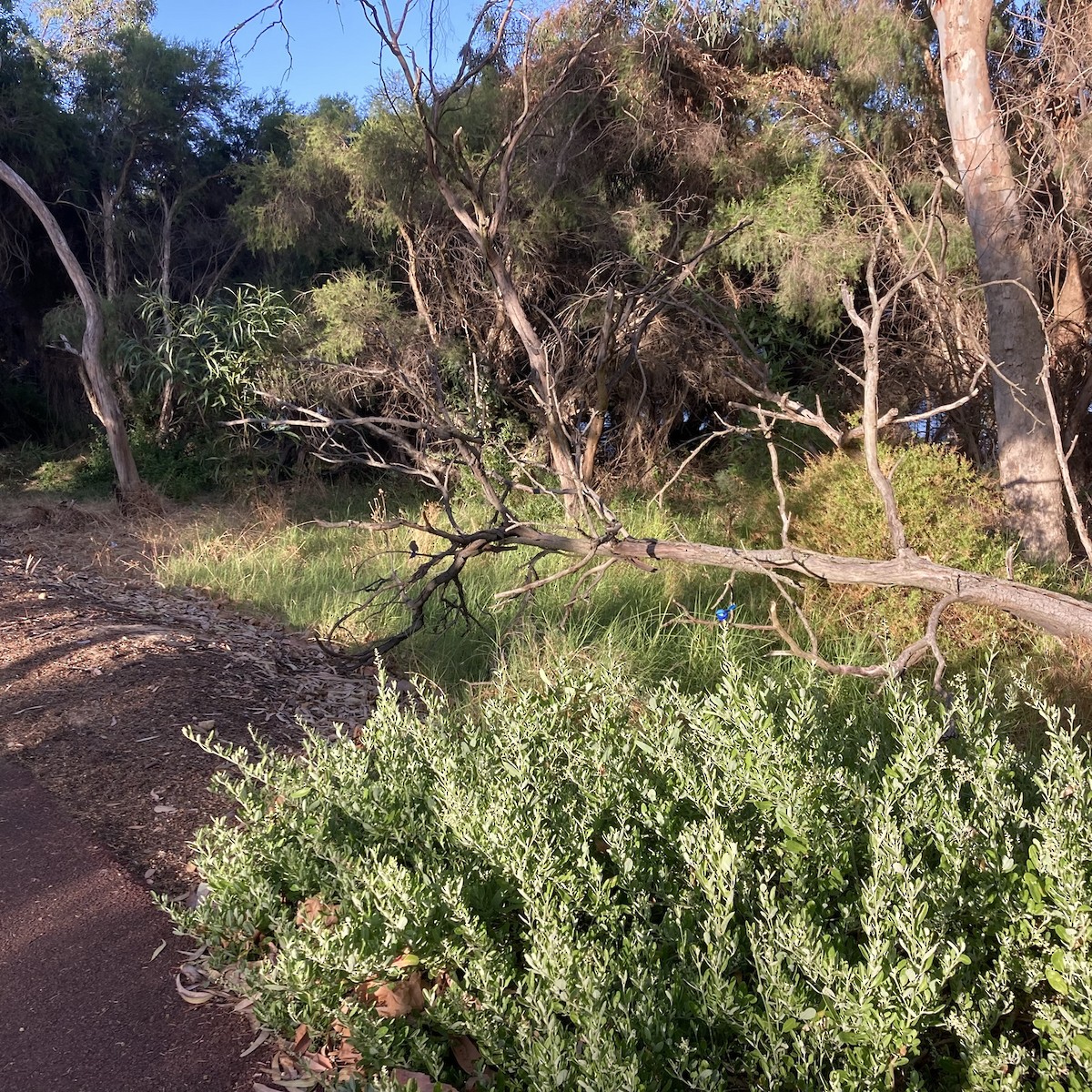 Splendid Fairywren - ML647744681