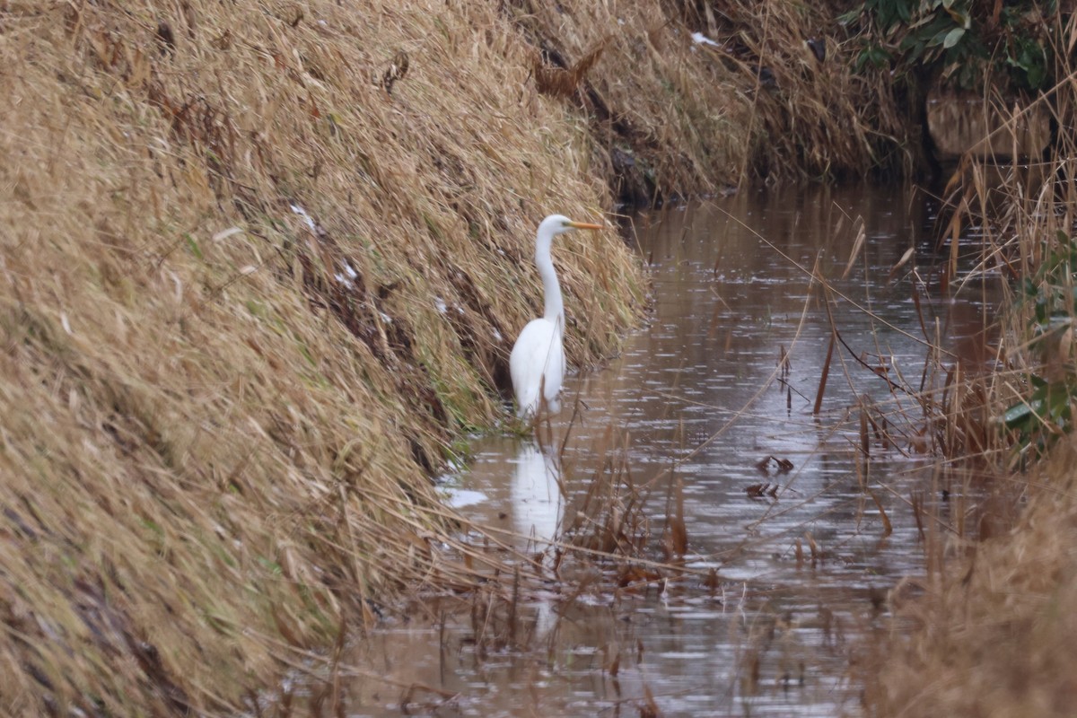 לבנית גדולה - ML647744683