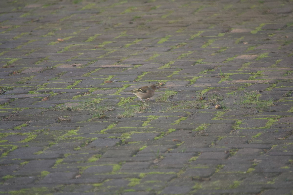 פרוש מצוי - ML647744684