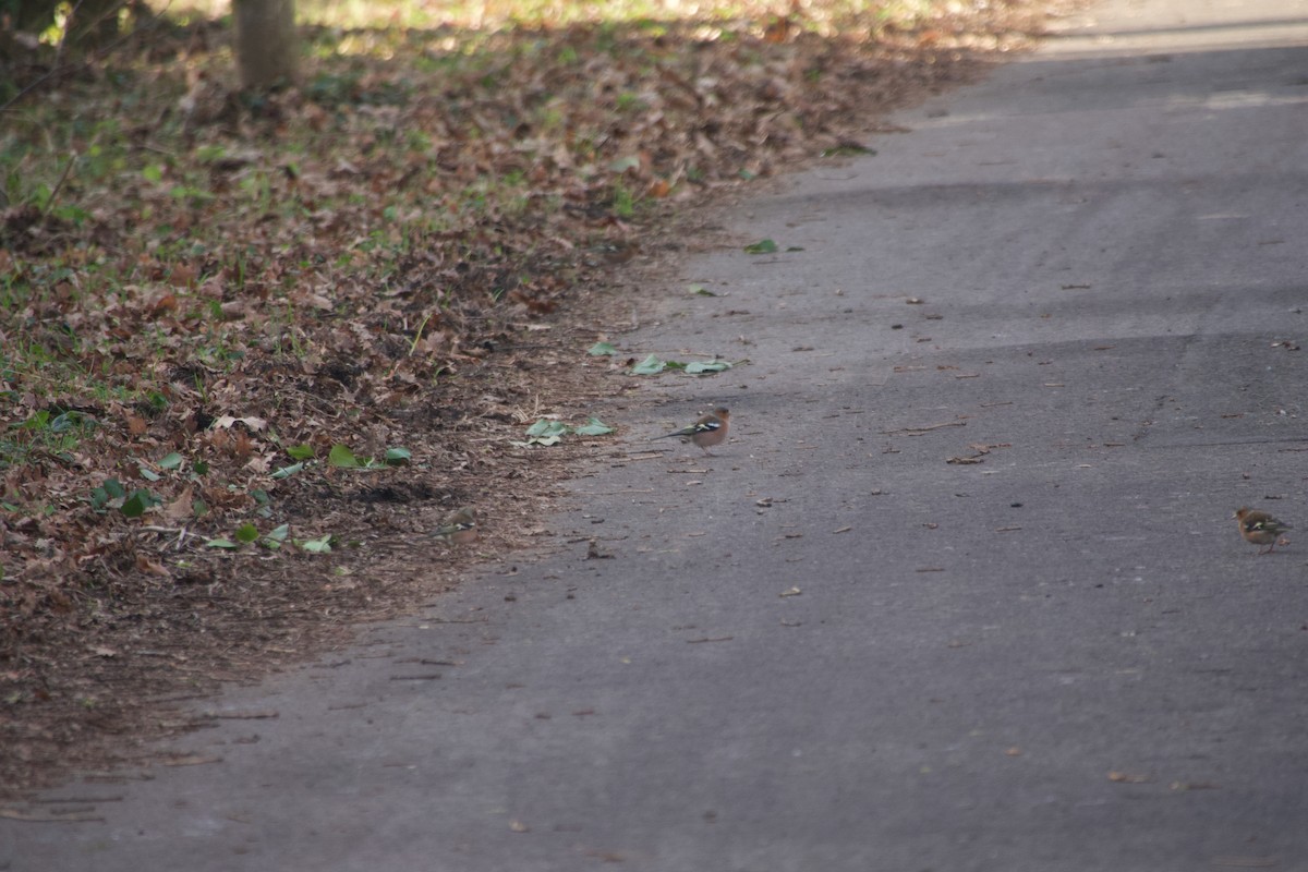 פרוש מצוי - ML647744685