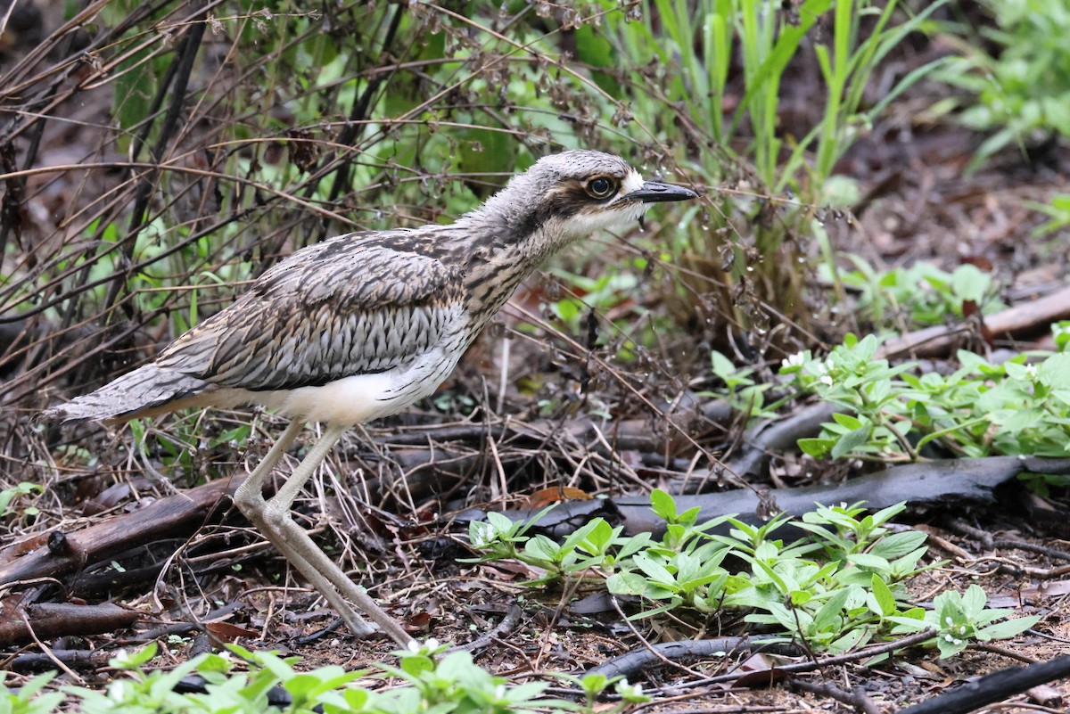 Bush Thick-knee - ML647744687