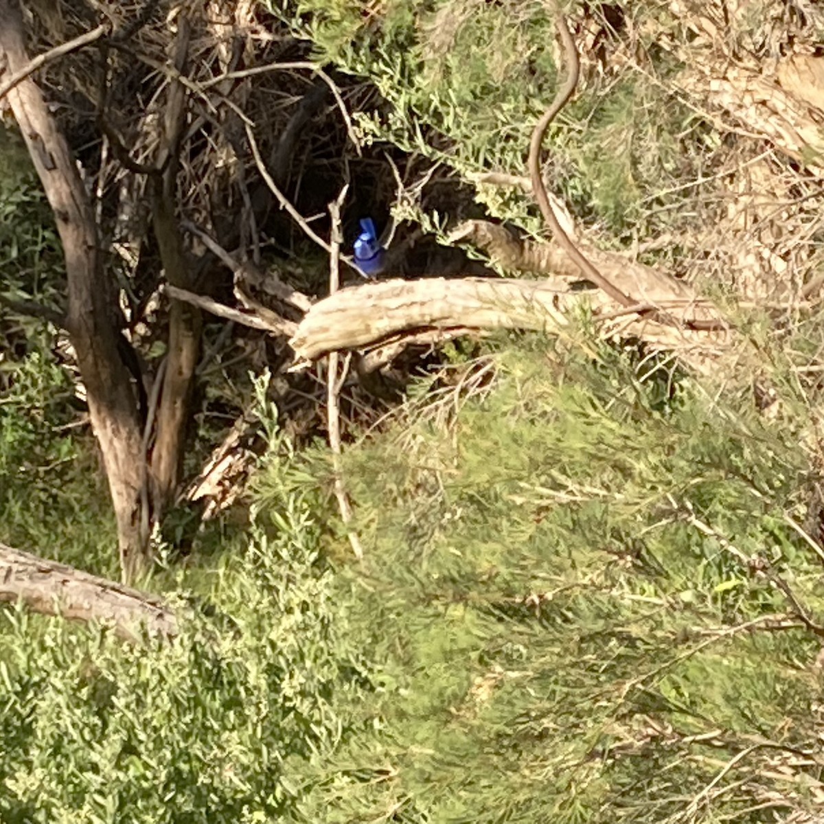 Splendid Fairywren - ML647744688