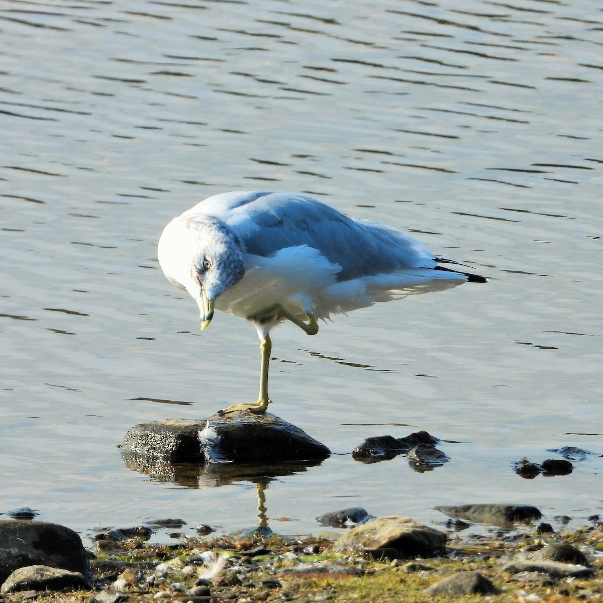 שחף עקוד-מקור - ML647744689