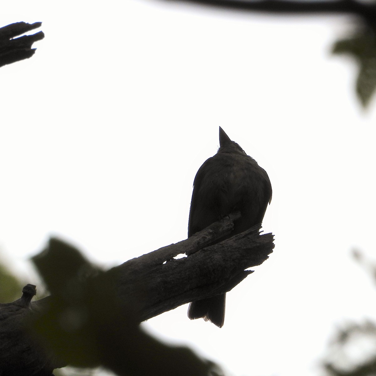 יערית מזרחית - ML647744691