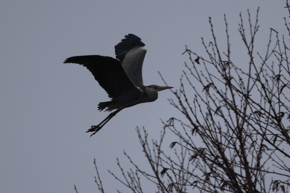 אנפה אפורה - ML647744692
