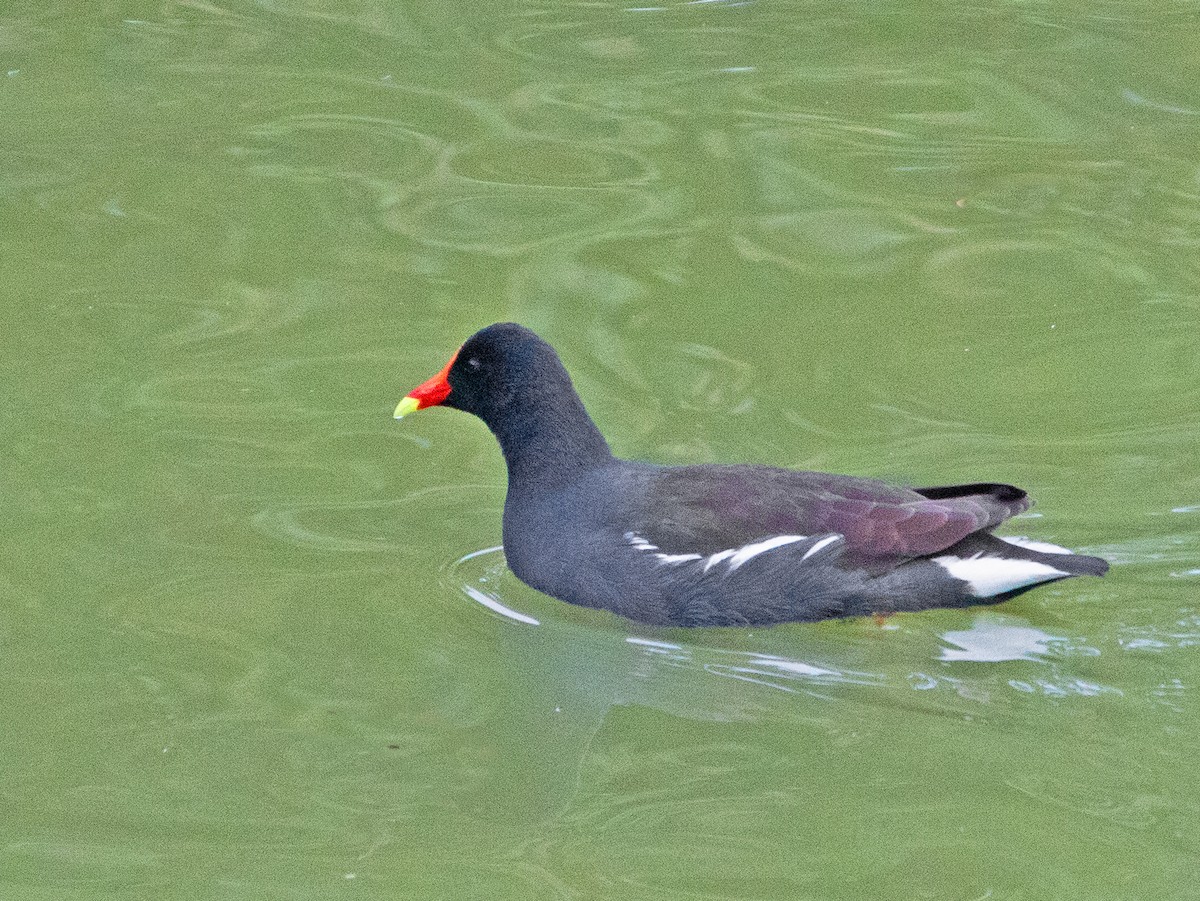 סופית אמריקנית - ML647744694