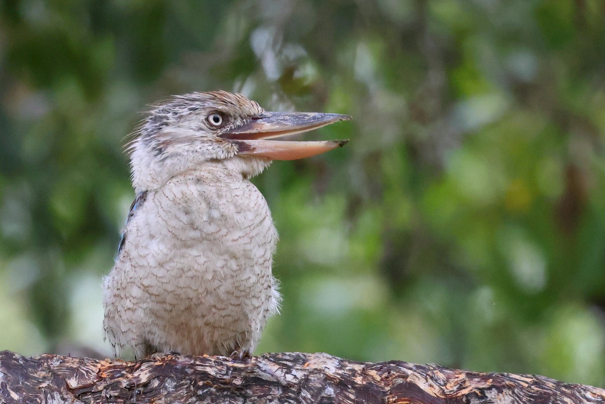 Blue-winged Kookaburra - ML647744695