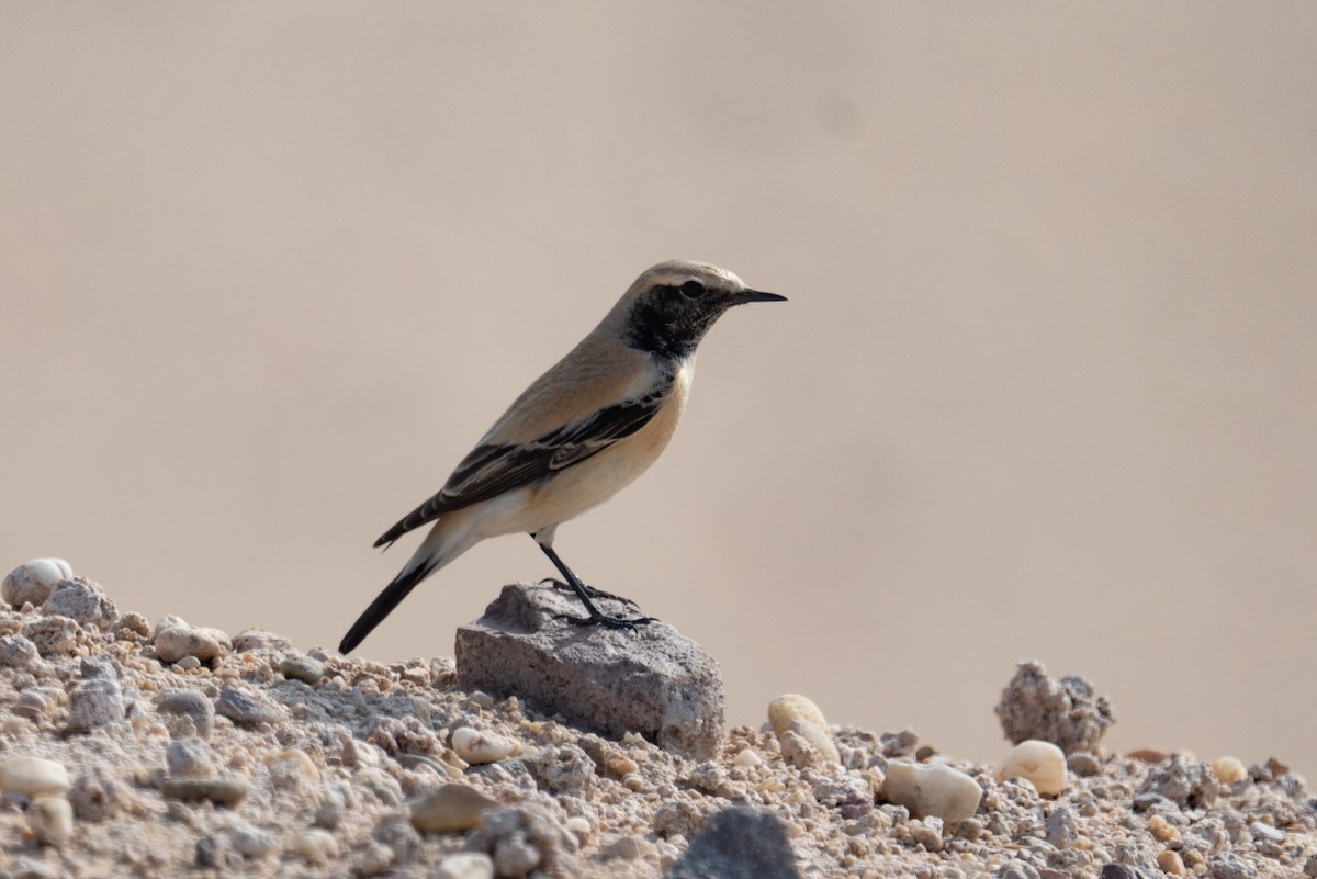 סלעית מדבר - ML647744697