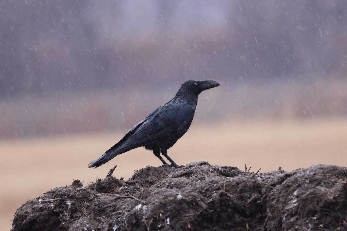 Large-billed Crow - ML647744698