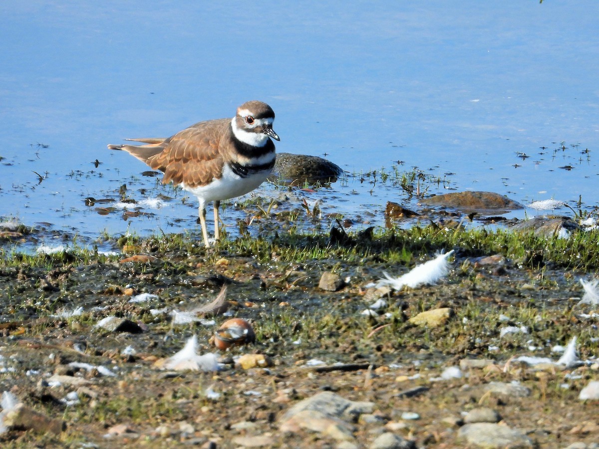 חופמי כפול-צווארון - ML647744699