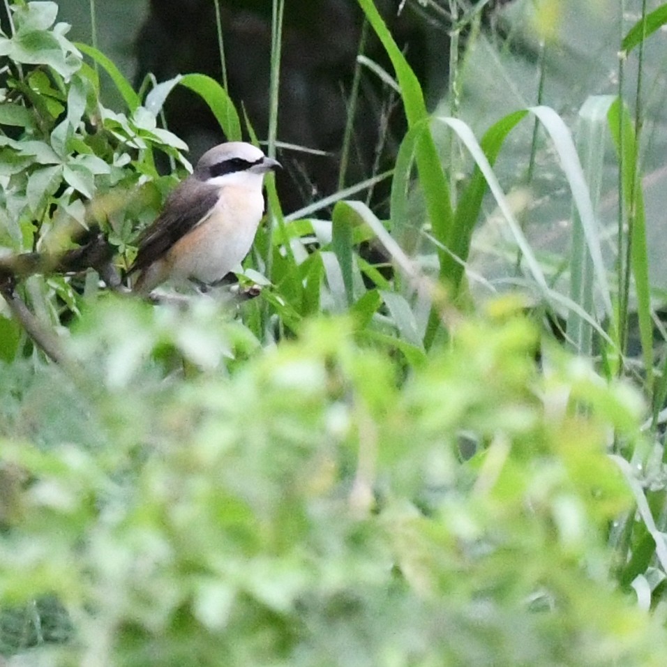 חנקן חום - ML647744701