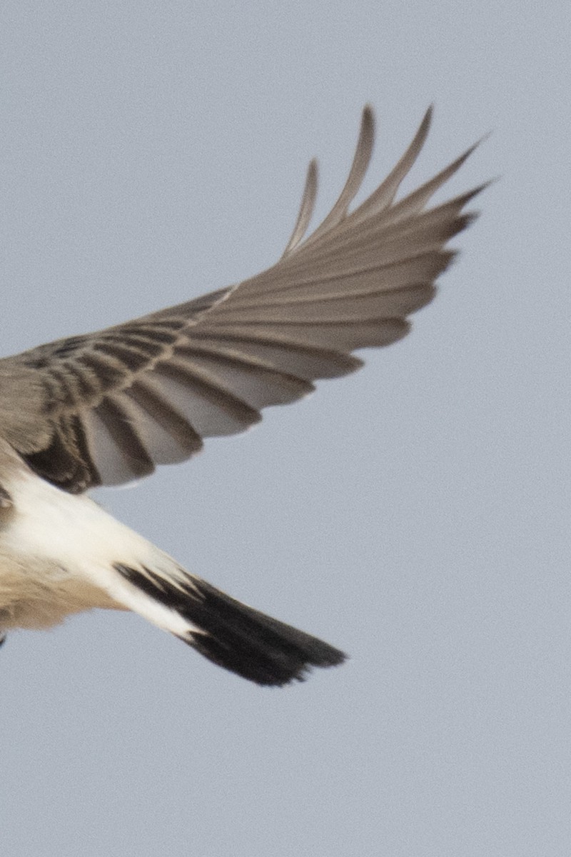 סלעית חורף - ML647744702