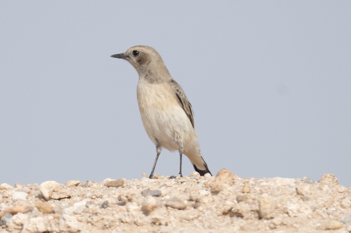 סלעית חורף - ML647744703