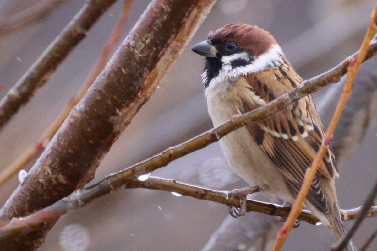 דרור הרים - ML647744705