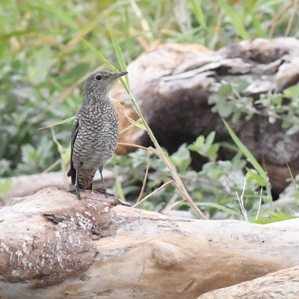 צוקית בודדת - ML647744706