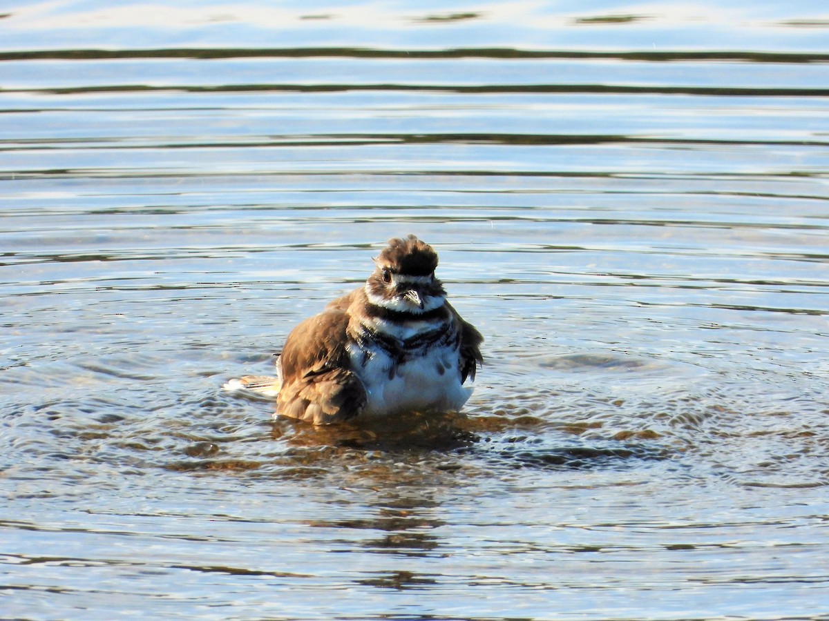 חופמי כפול-צווארון - ML647744707