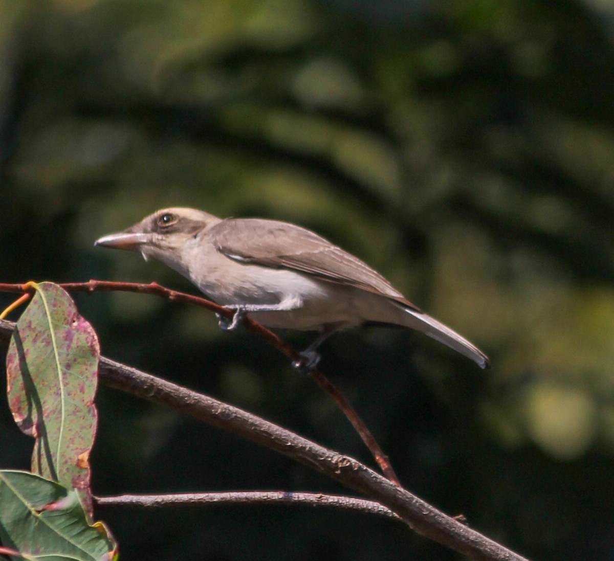 Common Woodshrike - ML647744708