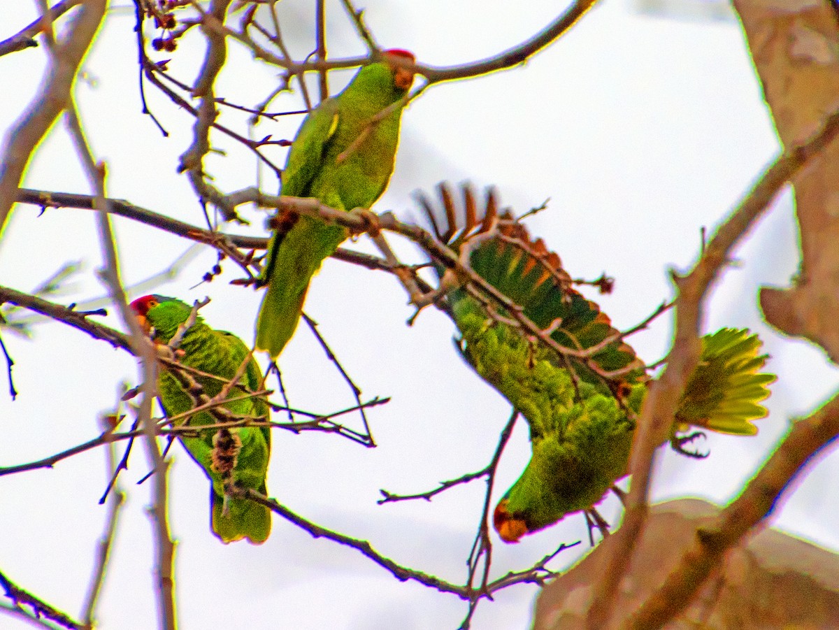 Amazona Tamaulipeca - ML647744715